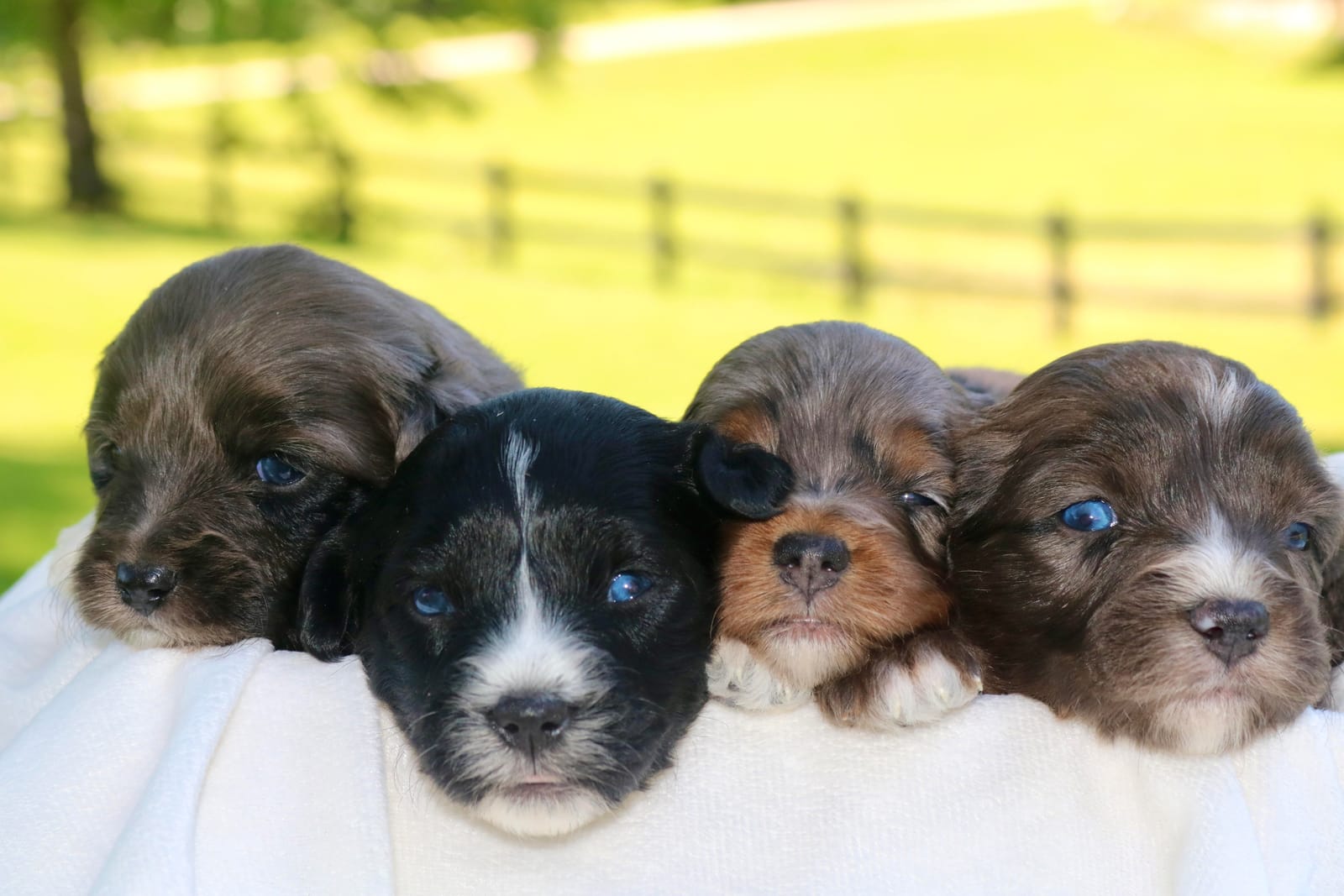 Aussiedoodle