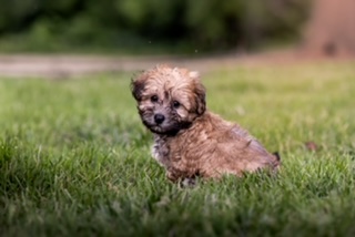 Winding Creek Puppy